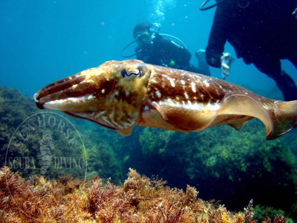 Norway group cuttlefish w watermark