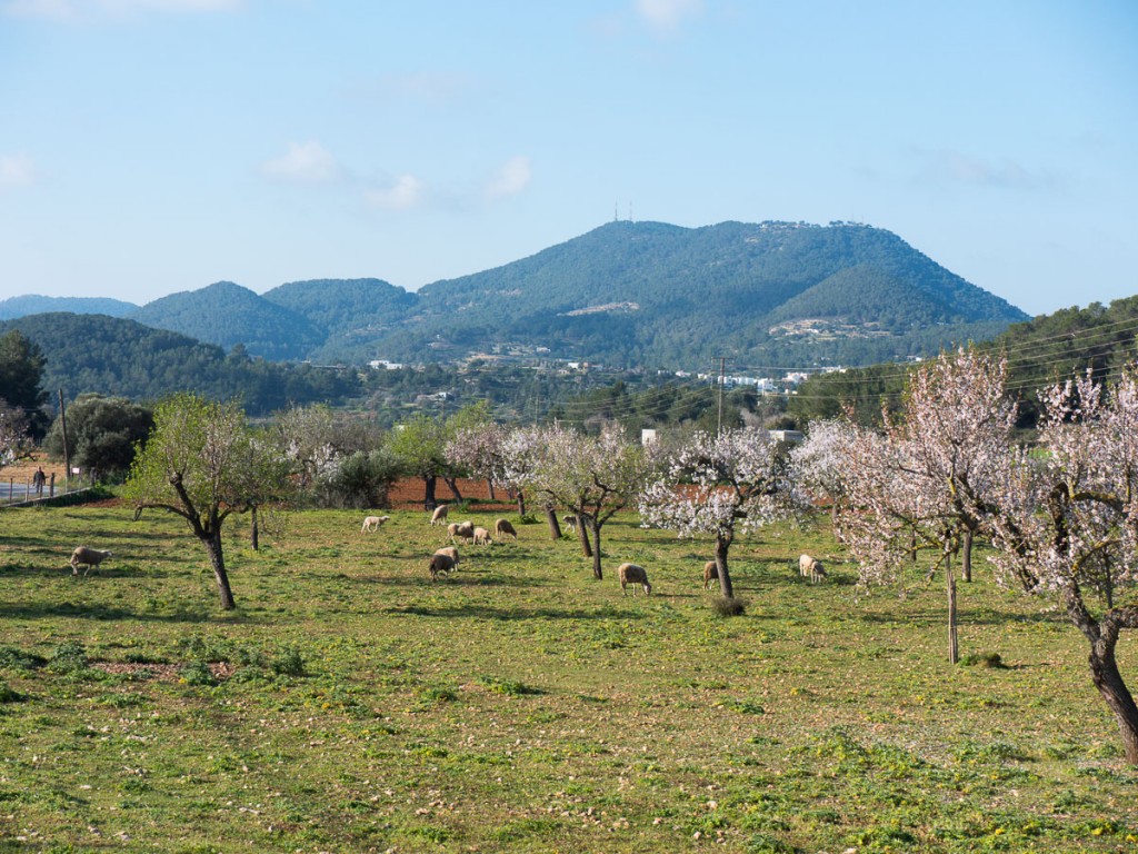 Sa Serra Grossa (Sant Josep) - Ibiza
