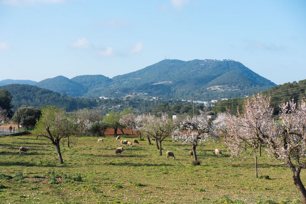 Sa Serra Grossa (Sant Josep) - Ibiza