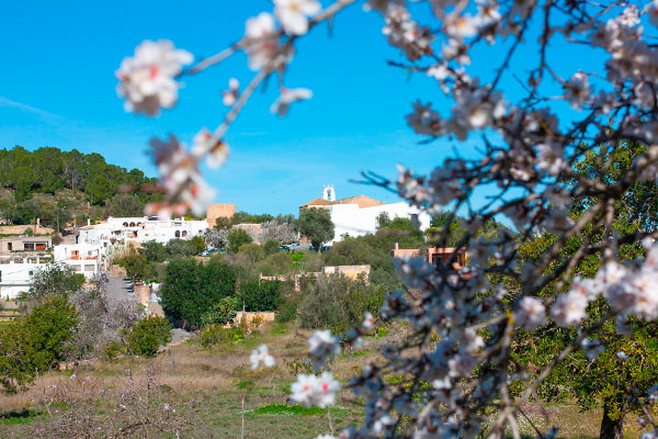 IMG_2555_0001_almendros