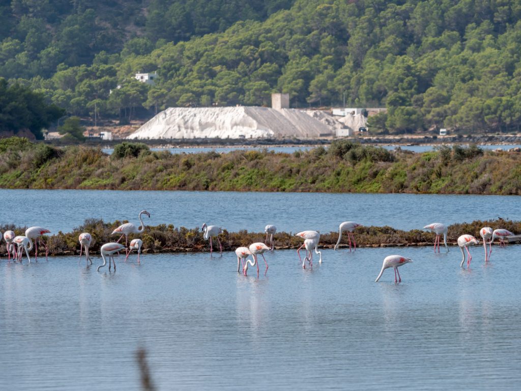 PArc de Ses Salines