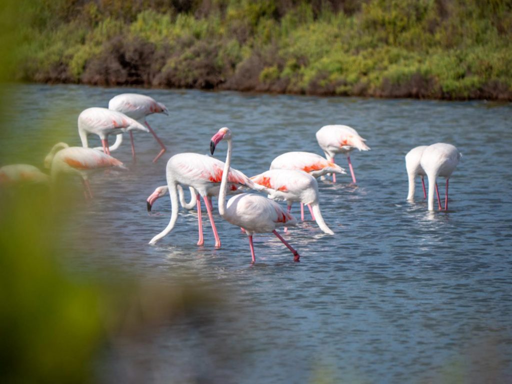 De flamingo, een levend icoon