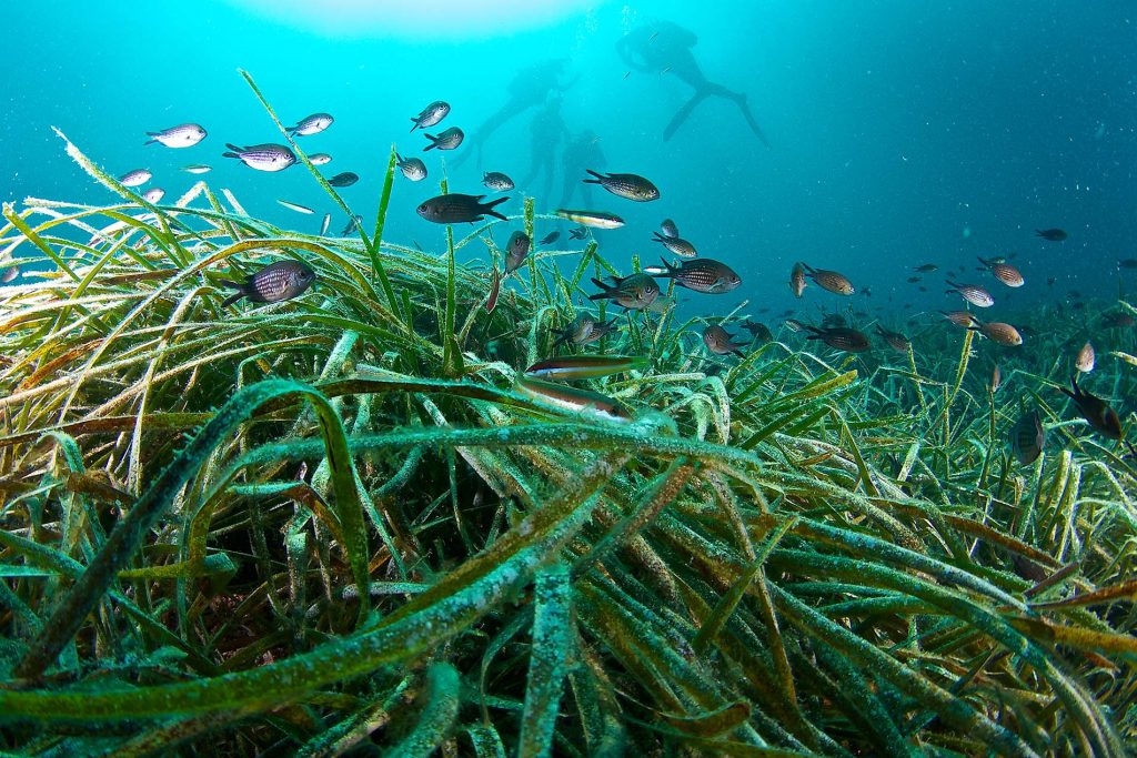 Posidonia oceanica